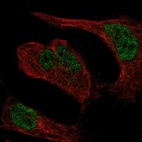 Immunofluorescent staining of human cell line HeLa shows localization to nucleoplasm.