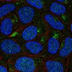 Immunofluorescent staining of human cell line RT4 shows localization to nucleus & the Golgi apparatus.