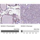Anti-BCAS2 Antibody