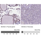 Anti-BCAS2 Antibody