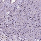Immunohistochemical staining of human pancreas shows low expression as expected.
