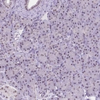 Immunohistochemical staining of human pancreas shows low expression as expected.