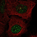Immunofluorescent staining of human cell line U-2 OS shows localization to nuclear speckles & centrosome.