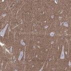 Anti-SHISA4 Antibody