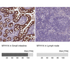 Anti-MYH14 Antibody