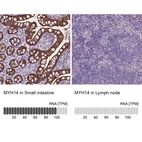 Anti-MYH14 Antibody