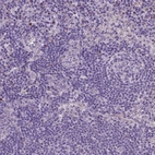 Immunohistochemical staining of human lymph node shows no cytoplasmic positivity in germinal center cells as expected.