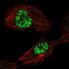 Immunofluorescent staining of human cell line U-251 MG shows localization to nuclear speckles.