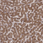 Immunohistochemical staining of human liver shows high expression.