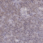 Immunohistochemical staining of human pancreas shows low expression as expected.