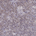 Immunohistochemical staining of human pancreas shows low expression as expected.