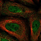 Anti-FAM114A1 Antibody