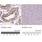 Anti-RUVBL2 Antibody