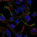 Immunofluorescent staining of human cell line HEK 293 shows localization to actin filaments.