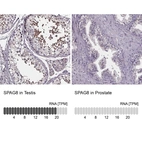 Anti-SPAG8 Antibody