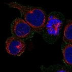 Immunofluorescent staining of human cell line HEL shows localization to plasma membrane.