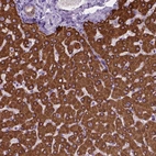 Anti-MACF1 Antibody