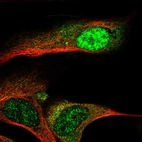 Immunofluorescent staining of human cell line U-2 OS shows localization to nuclear speckles & cytosol.