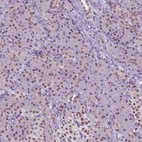 Immunohistochemical staining of human pancreas shows low expression as expected.