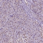 Immunohistochemical staining of human pancreas shows low expression as expected.