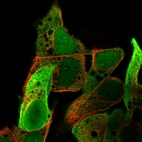 Immunofluorescent staining of human cell line Hep G2 shows localization to nucleus, nucleoli fibrillar center, cytosol & endoplasmic reticulum.