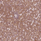 Anti-FXN Antibody