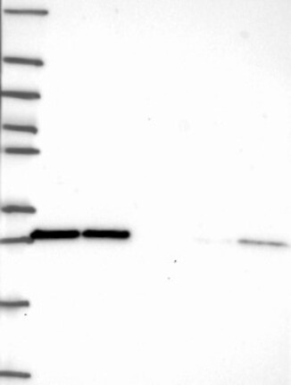 Anti-EIF4E Antibody