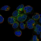Immunofluorescent staining of human cell line JURKAT shows localization to the Golgi apparatus & vesicles.