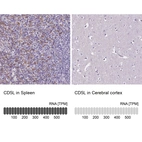 Anti-CD5L Antibody