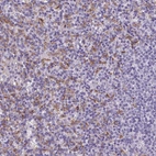 Immunohistochemical staining of human spleen shows moderate cytoplasmic positivity in cells in red pulp.