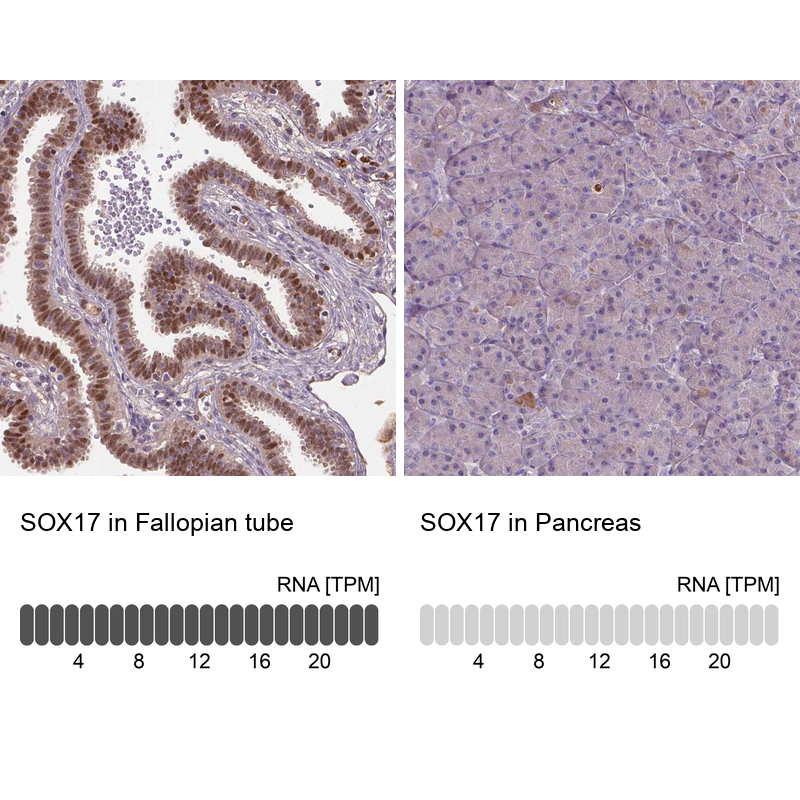 Anti-SOX17 Antibody
