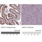 Anti-SOX17 Antibody