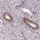 Immunohistochemical staining of human endometrium shows strong nuclear positivity in glandular cells.