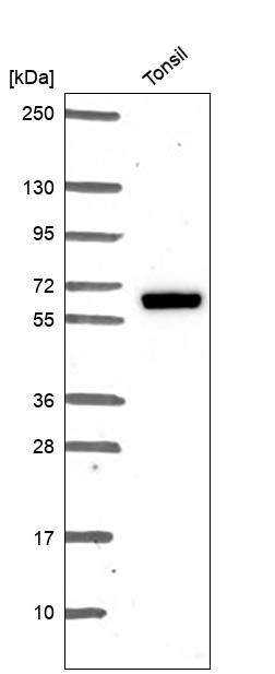 Anti-ESR2 Antibody