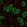 Anti-ESR2 Antibody
