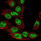 Immunofluorescent staining of human cell line Hep G2 shows localization to nucleoplasm.