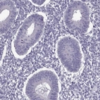 Immunohistochemical staining of human endometrium shows low expression as expected.