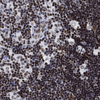Anti-H1-10 Antibody
