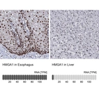 Anti-HMGA1 Antibody