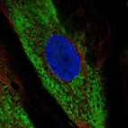 Anti-COL1A2 Antibody