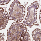 Immunohistochemical staining of human small intestine shows strong granular cytoplasmic positivity in glandular cells.
