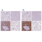 Immunohistochemical staining of human kidney, liver, pancreas and skeletal muscle using Anti-CUZD1 antibody HPA068479 (A) shows similar protein distribution across tissues to independent antibody HPA068660 (B).