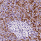 Immunohistochemical staining of human pancreas shows strong membranous positivity in exocrine glandular cells.