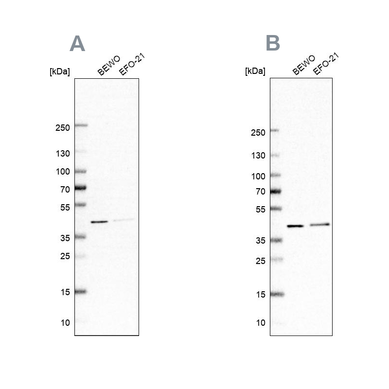 Anti-PCBP1 Antibody