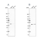 Anti-PCBP1 Antibody