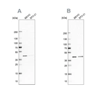Anti-PCBP1 Antibody