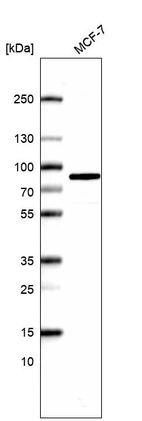 Anti-COIL Antibody