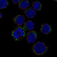 Anti-SLC11A1 Antibody