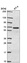Anti-IFRD2 Antibody