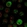 Anti-PRAME Antibody